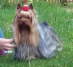 NOYEL Y.T.Fangor | Yorkshire Terrier 