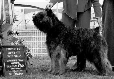 Dora-Borgia z Flandryjskiego Gniazda | Bouvier des Flandres 