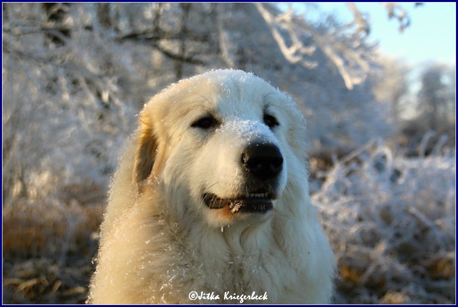 Alba Patou von Traumberg | Great Pyrenees 