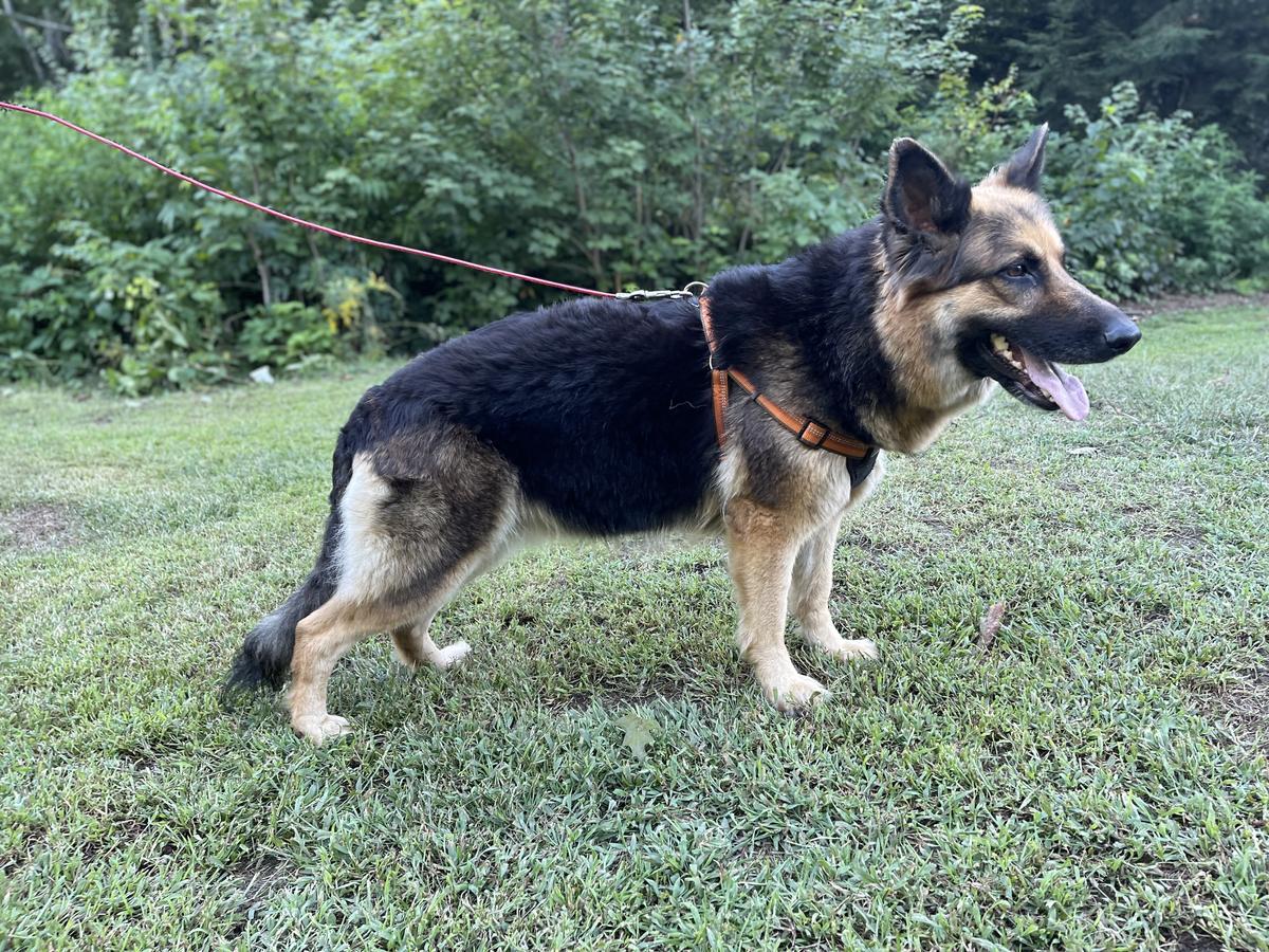 Thifa Donanfer Vom Kustenwache | German Shepherd Dog 