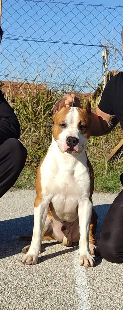 BIG SHOT TAURUNUM ANGEL S | American Staffordshire Terrier 