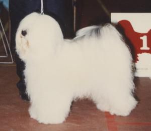 PEACEFUL DREAM'S B-YKO | Tibetan Terrier 