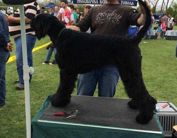 agatha cristie | Giant Schnauzer 