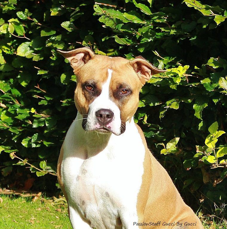 Passionstaff Gucci By Gucci | American Staffordshire Terrier 