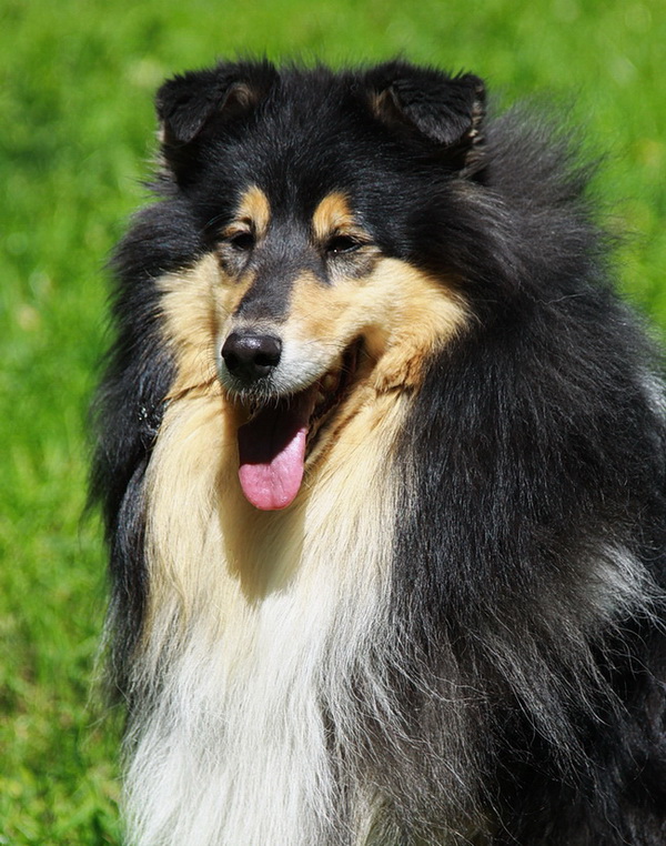 Fridens Butterfly of Magic | Rough Collie 