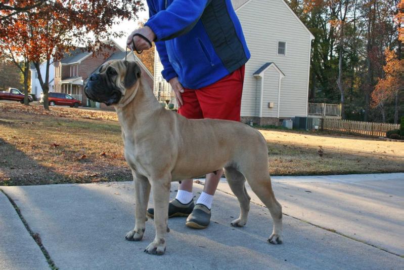 Trugrit' s Run for the Roses | Bullmastiff 