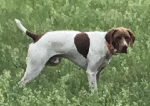 BB's CW2 Shortround | German Shorthaired Pointer 