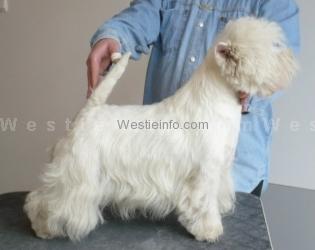 Precious Patsy Vertragus | West Highland White Terrier 