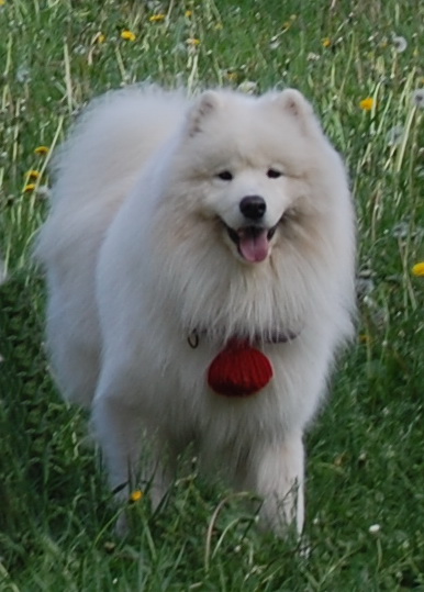 Snezhnoe Tango Fokus Pokus | Samoyed 