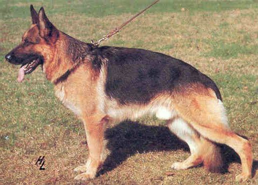 Natz von Arminius | German Shepherd Dog 