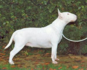 Waltzing Mathilda's Yarrawonga At Ultimate Joy's | Bull Terrier 