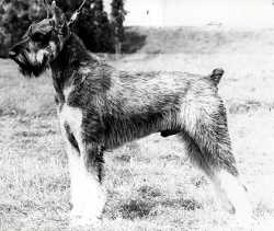 Skansen's Union Jack | Giant Schnauzer 