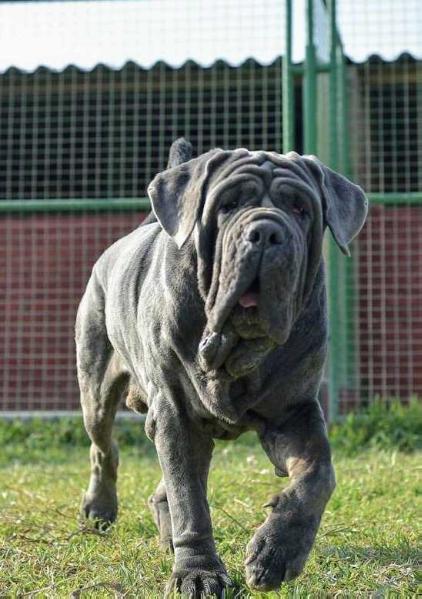 LORD BROK CUORE D AMORE | Neapolitan Mastiff 