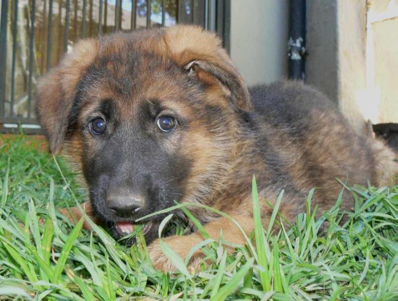 Savuti of Kinneret | German Shepherd Dog 