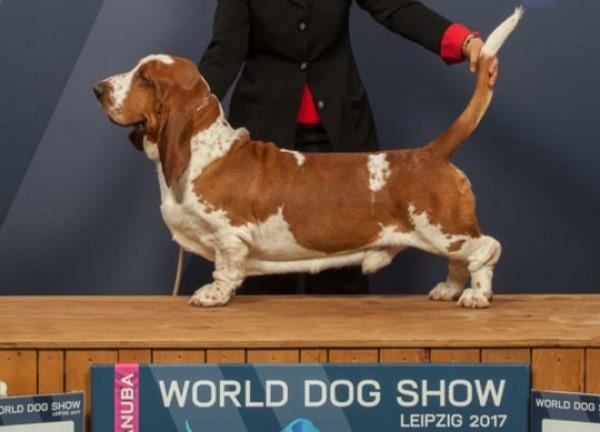 Rosso il Rubacuori | Basset Hound 