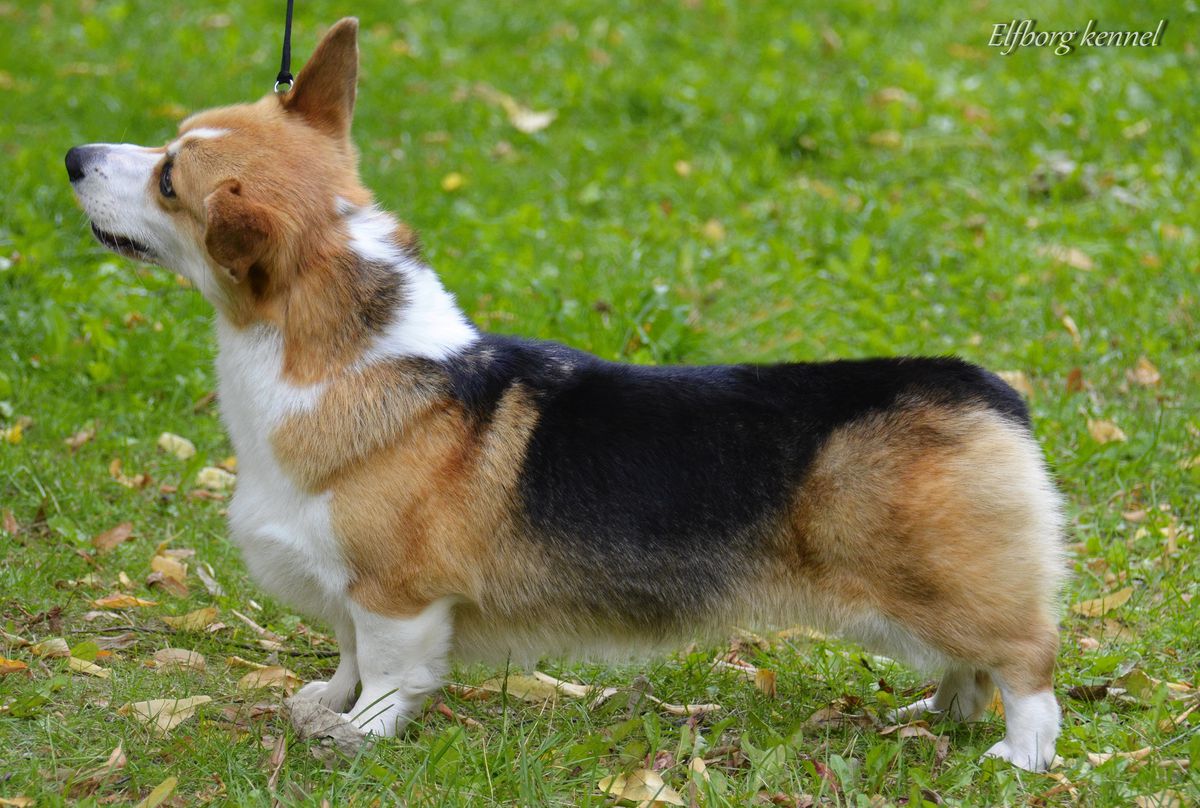 Elfborg Royal Grace | Pembroke Welsh Corgi 