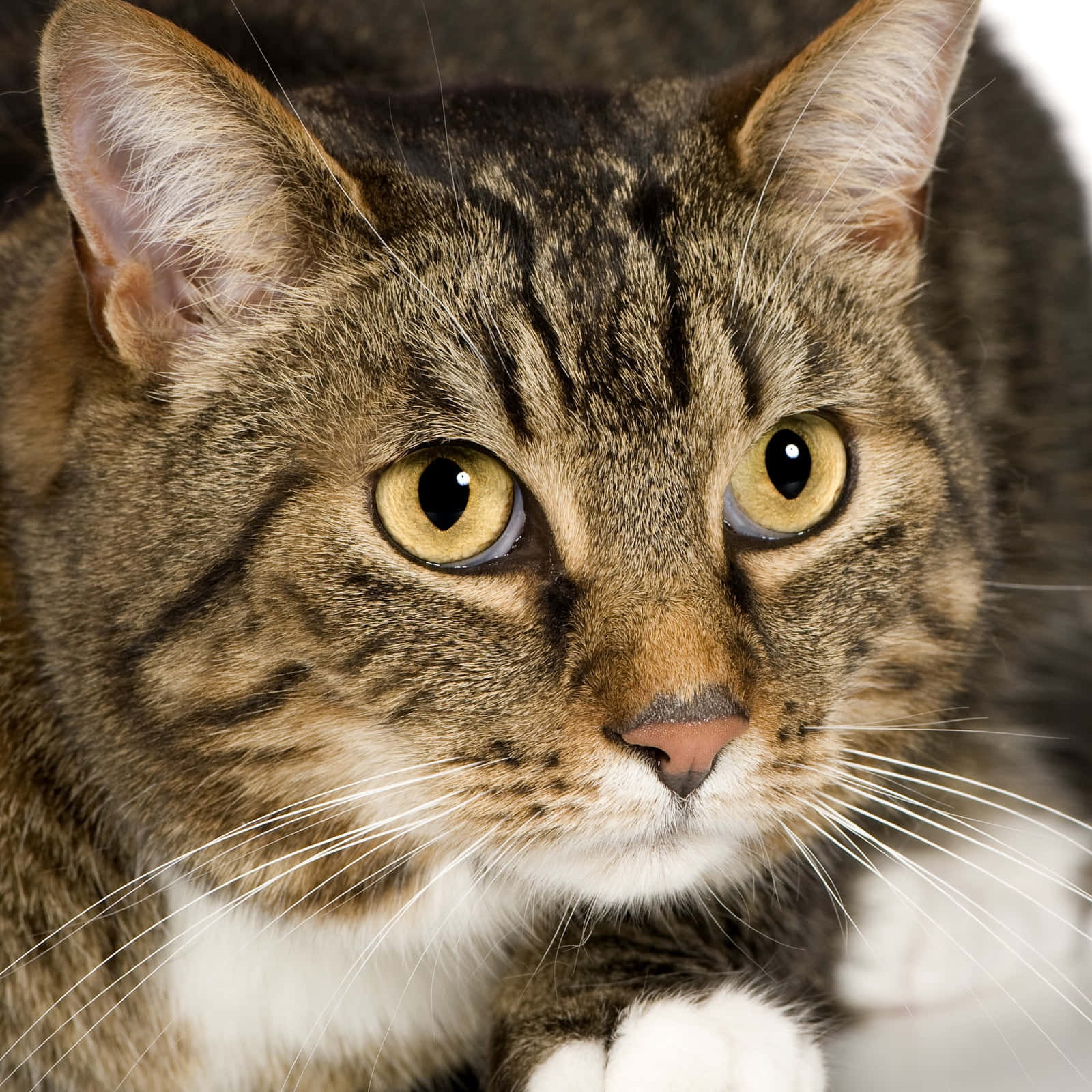 European Shorthair