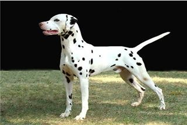 Magnon do Polyana`s | Dalmatian 