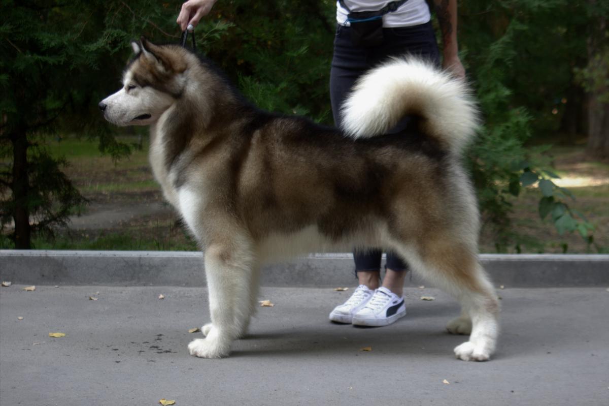 Vento Freddo Top Target | Alaskan Malamute 