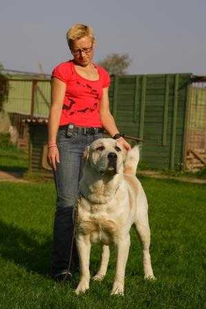 sary Shaitan kasgelin | Central Asian Shepherd Dog 