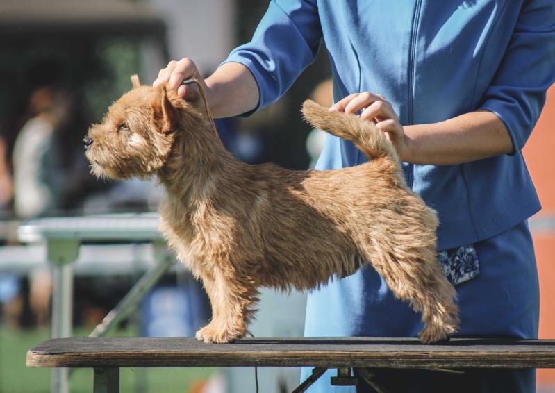 Scandvik Yago | Norwich Terrier 