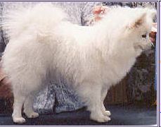 Tiki's Nitesong Cricket | American Eskimo Dog 