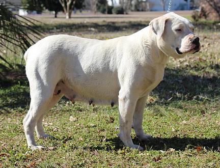 Scott Tolbert's Minnie (OWE) | American Bulldog 