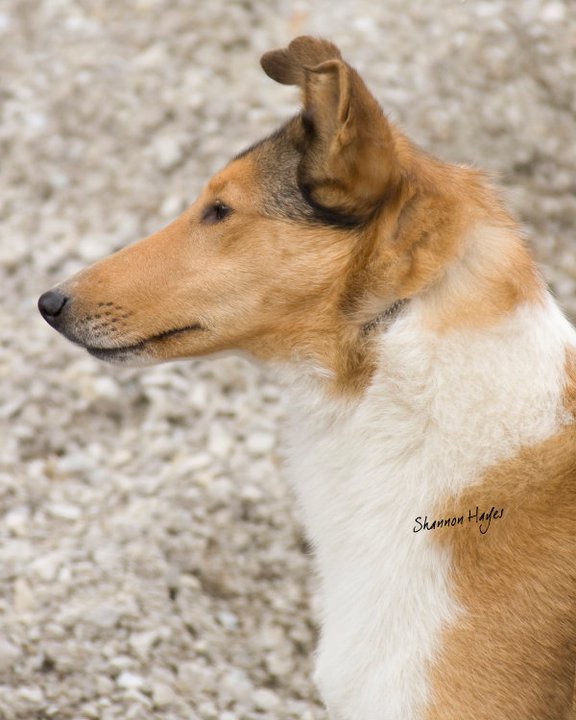 Fantasy's Sweet Dreams ROM, ROMP | Smooth Collie 