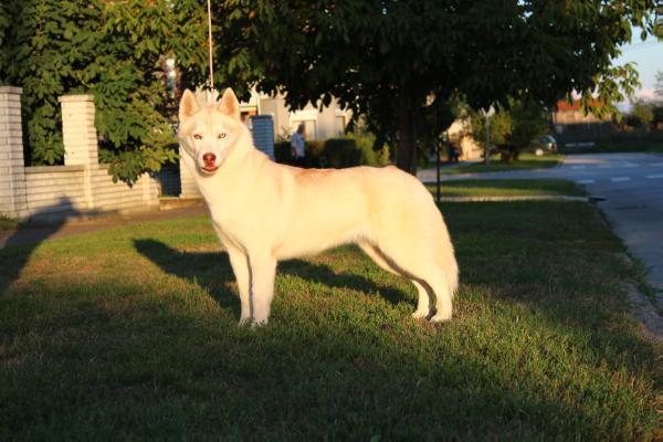 Desire Siberian Night Star | Siberian Husky 