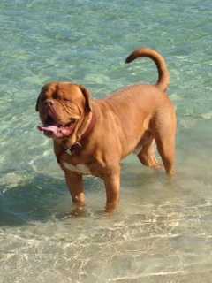 Taureauxroug Up To No Good | Dogue de Bordeaux 