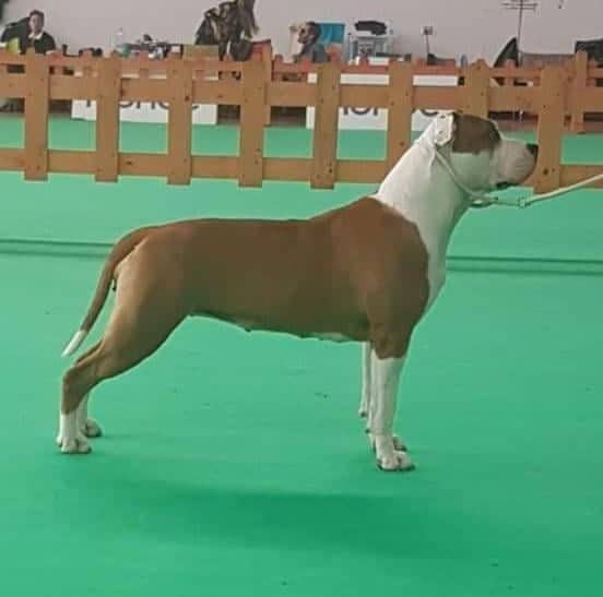 Abate's Bull Ma Che Ne Sanno | American Staffordshire Terrier 