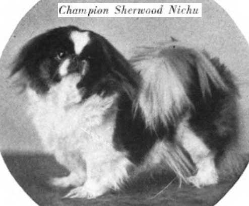 Sherwood Nichu | Pekingese 