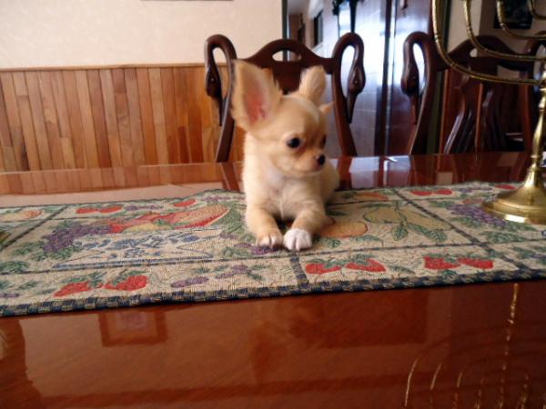 Amor Eterno (Barron) | Chihuahua 