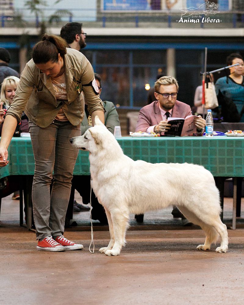 Beautiful Pearl | White Swiss Shepherd Dog 