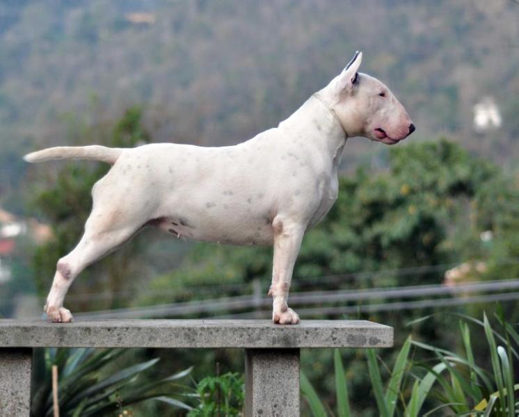 Rio do Areal Lara Croft | Bull Terrier 