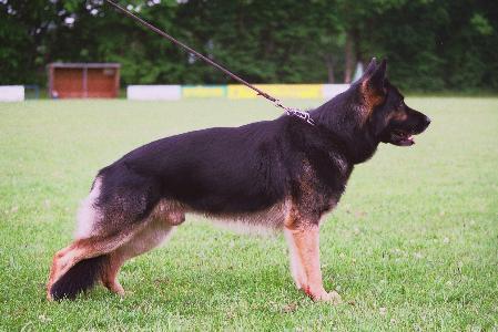 Cliff vom Schmausenbuck | German Shepherd Dog 