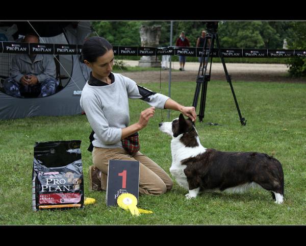 Fest Cejla | Cardigan Welsh Corgi 