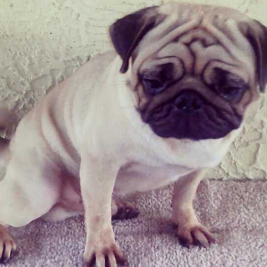 LORD MACHINE PEDRO PICAPIEDRA | Pug 