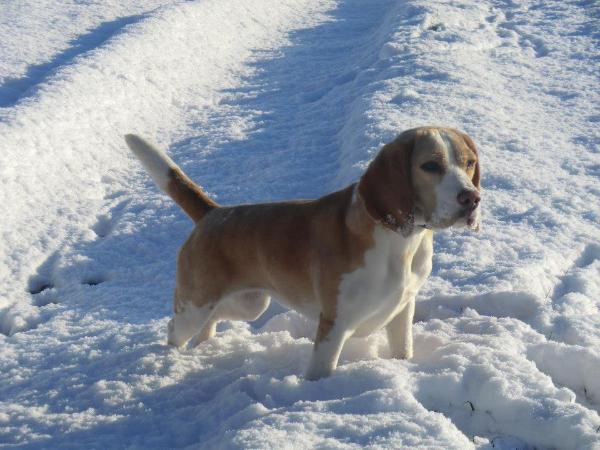 galaxie de la meute d'astérion | Beagle 