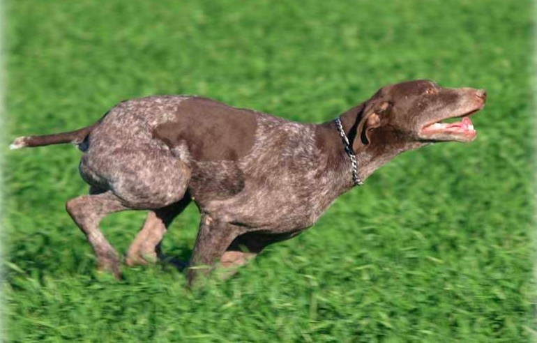 Chivas du Val de Ceze | German Shorthaired Pointer 