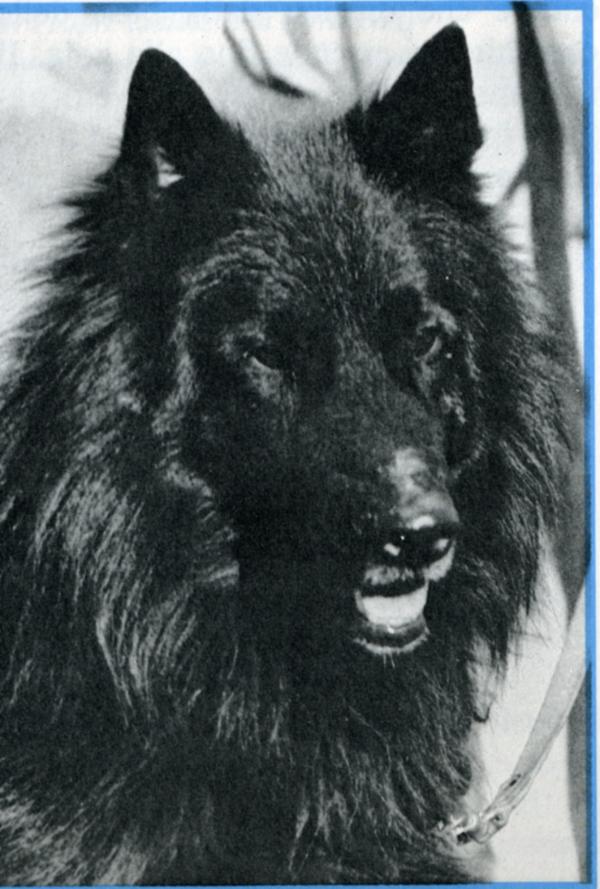 Wolf | Belgian Groenendael 