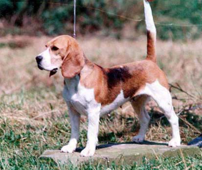 Interim's Lady Idabella Iveagh | Beagle 