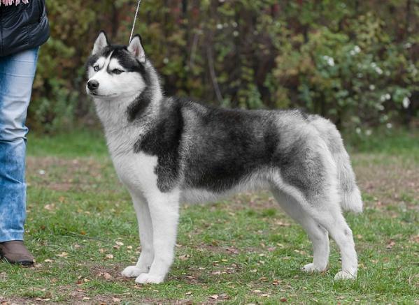 Innisfree Northern Aviator Ermin | Siberian Husky 