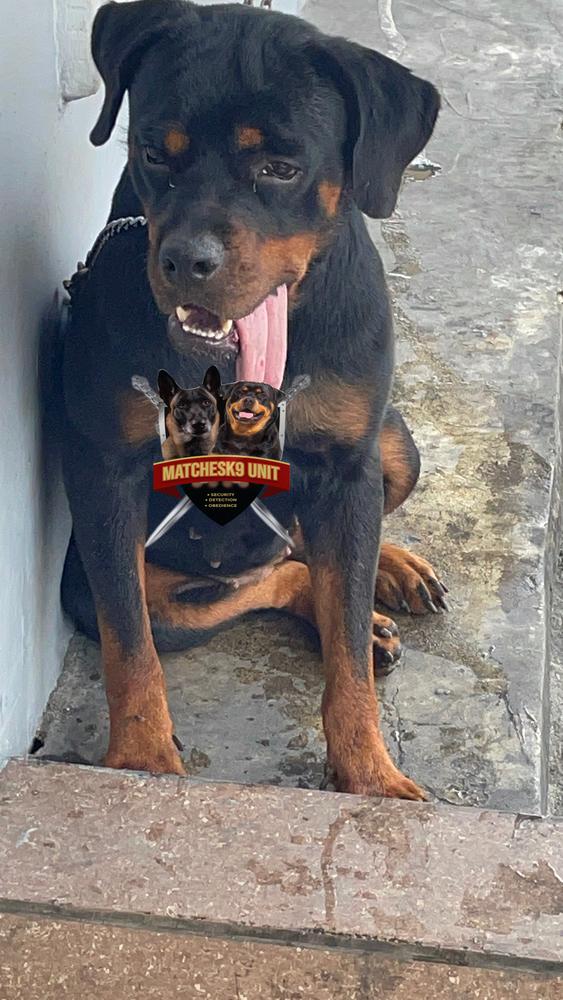 Branka of MK9 | Rottweiler 