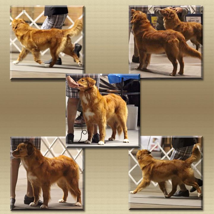 Honeyrun's Absolutely A Keepsake | Nova Scotia Duck Tolling Retriever 