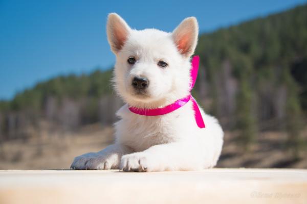 Mishel' | White Swiss Shepherd Dog 