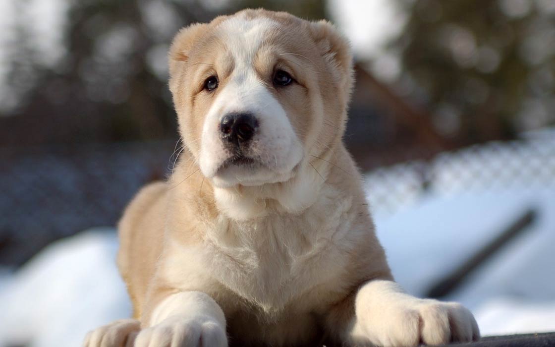 Central Asian Shepherd Dog