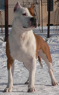 Irzhi Infiniti Way Victories | American Staffordshire Terrier 