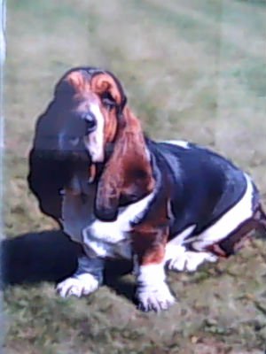 Feuille des terres du cossier | Basset Hound 