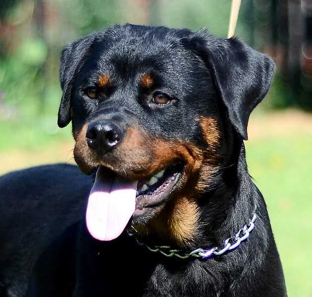 Vivaldi Brahms Aisley | Rottweiler 